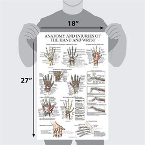 img 3 attached to 🖼️ Comprehensive Laminated Poster: Understanding Wrist Anatomy and Injuries