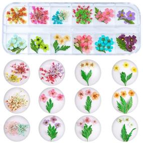 img 1 attached to KISSBUTY 24 Colors Dry Flowers Mini Real Natural Flowers Nail Art Supplies 3D Applique Sticker - 2 Boxes Gypsophila Flowers Leaves Decoration for Manicure Tips