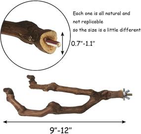 img 2 attached to 🐦 Kathson Natural Parrot Perch: Wild Grape Stick Paw Grinder for Budgies, Cockatiels, and Lovebirds