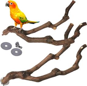 img 4 attached to 🐦 Kathson Natural Parrot Perch: Wild Grape Stick Paw Grinder for Budgies, Cockatiels, and Lovebirds