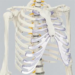 img 2 attached to 🦴 RONTEN Lifesize Skeleton Anatomical Model: Complete Guide for Effective Study and Learning
