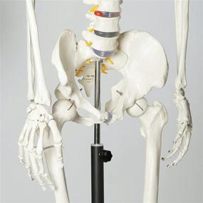 img 1 attached to 🦴 RONTEN Lifesize Skeleton Anatomical Model: Complete Guide for Effective Study and Learning