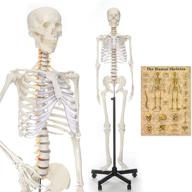 🦴 ronten lifesize skeleton anatomical model: complete guide for effective study and learning logo