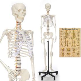 img 4 attached to 🦴 RONTEN Lifesize Skeleton Anatomical Model: Complete Guide for Effective Study and Learning