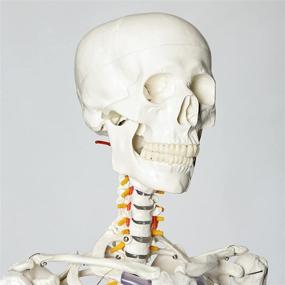 img 3 attached to 🦴 RONTEN Lifesize Skeleton Anatomical Model: Complete Guide for Effective Study and Learning