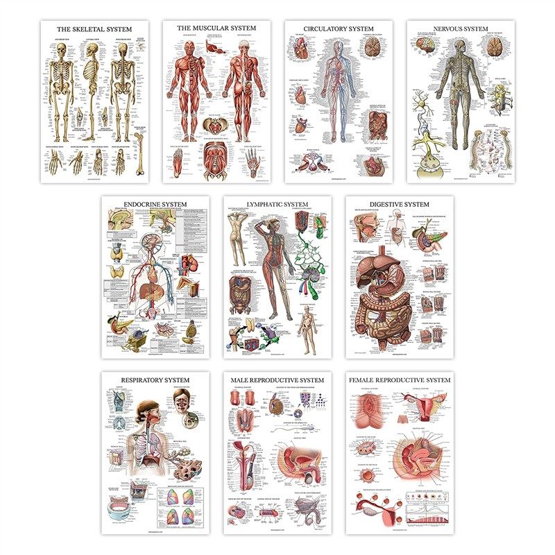 pack respiratory circulatory reproductive anatomical 로고