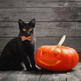 img 1 attached to Halloween Breakaway Cat Collars with Bowtie Bell - 2 Pack, Pumpkin 🎃 Print Kitten Collar with Removable Bow, Cat Bowtie Collar Ideal for Kittens and Cats