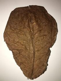 img 3 attached to 🌿 Premium Indian Almond Leaves for Betta and Shrimp Aquariums - Natural Habitat Tannin Producing Leaves to Boost Immunity and Enhance Aquatic Environment - Easy to Use and Amazing for Aquatic Health