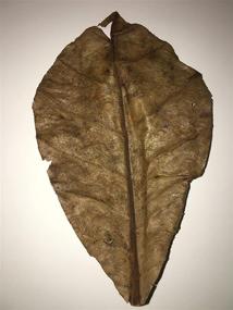 img 2 attached to 🌿 Premium Indian Almond Leaves for Betta and Shrimp Aquariums - Natural Habitat Tannin Producing Leaves to Boost Immunity and Enhance Aquatic Environment - Easy to Use and Amazing for Aquatic Health