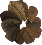 🌿 premium indian almond leaves for betta and shrimp aquariums - natural habitat tannin producing leaves to boost immunity and enhance aquatic environment - easy to use and amazing for aquatic health logo