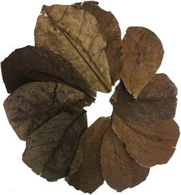 img 4 attached to 🌿 Premium Indian Almond Leaves for Betta and Shrimp Aquariums - Natural Habitat Tannin Producing Leaves to Boost Immunity and Enhance Aquatic Environment - Easy to Use and Amazing for Aquatic Health