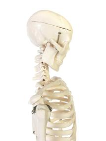 img 1 attached to American Educational Skeleton Model Height