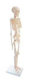 img 3 attached to American Educational Skeleton Model Height