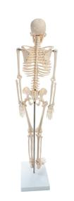 img 2 attached to American Educational Skeleton Model Height