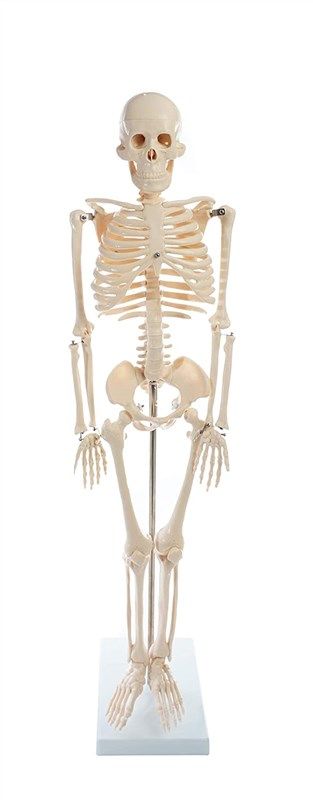 american educational skeleton model height 로고