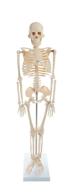 american educational skeleton model height logo