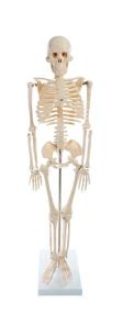 img 4 attached to American Educational Skeleton Model Height