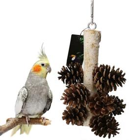 img 2 attached to 🐦 QBLEEV Natural PineCones and Wood Foraging Bird Toys for Parrot, with Hanging Tearing Feature, Suitable for Parakeet, Cockatiel, Conure, African Grey, Lovebirds, Budgies, and Cockatoos in Birdcages