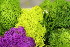 img 1 attached to Vibrant Chartreuse Reindeer Moss: Super Moss 21669 Preserved 8oz (200 cubic inch) - Buy Now!