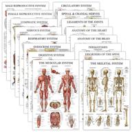 pack anatomical laminated respiratory circulatory science education and charts & posters logo