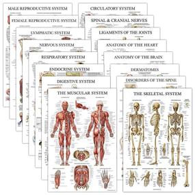 img 4 attached to Pack Anatomical Laminated Respiratory Circulatory Science Education and Charts & Posters