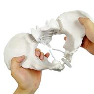 scientific flexible skeleton classroom teaching logo