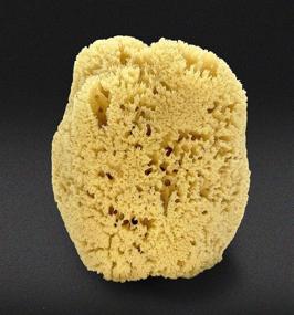 img 3 attached to 🧽 Constantia Man's Real Sea Sponge for Men: Extra Large, Totally Natural 6"-7" Sponge in a Breathable Mesh Bag – Ideal for Invigorating Showers, Gym, Grooming, and Perfect Bath & Body Gift