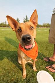 img 2 attached to 🐶 Pack of 3 Triangle Bibs for Small & Medium Pets - Solid Cotton Dog Bandana