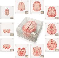 neuroscience gifts: anatomic brain specimen coasters (set of 10) - unique medical student gifts, brain decor and human anatomy décor logo