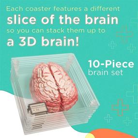 img 3 attached to Neuroscience Gifts: Anatomic Brain Specimen Coasters (Set of 10) - Unique Medical Student Gifts, Brain Decor and Human Anatomy Décor