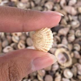 img 1 attached to 🐚 Tiny Miniature Fairy Garden Beach Critter Seashells: Enhance Your Art & Craft Projects and Decorate with this 4.5oz Bag of 500 Shells