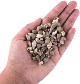 img 2 attached to 🐚 Tiny Miniature Fairy Garden Beach Critter Seashells: Enhance Your Art & Craft Projects and Decorate with this 4.5oz Bag of 500 Shells