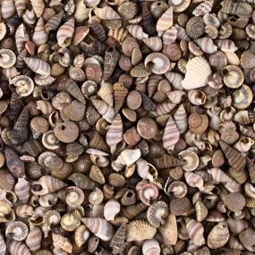 img 4 attached to 🐚 Tiny Miniature Fairy Garden Beach Critter Seashells: Enhance Your Art & Craft Projects and Decorate with this 4.5oz Bag of 500 Shells