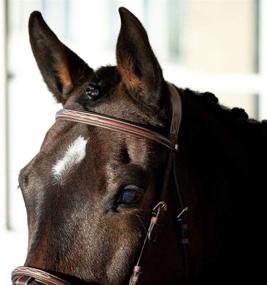 img 1 attached to HORZE Constance Padded Bridle with Fancy Stitch & Reins