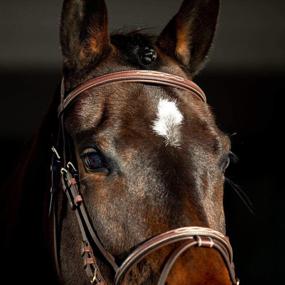 img 3 attached to HORZE Constance Padded Bridle with Fancy Stitch & Reins