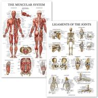 💪 unveiling the muscular system: examining ligaments, joints, and anatomical structure logo