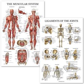 img 4 attached to 💪 Unveiling the Muscular System: Examining Ligaments, Joints, and Anatomical Structure