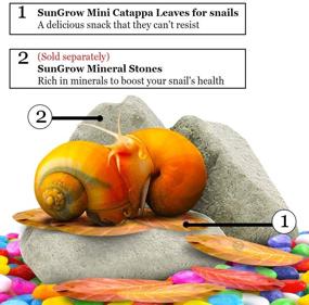 img 2 attached to 🍂 SunGrow Indian Almond Leaves: Premium 2-Inch Raw Leaves for Snails and Crayfish - 50 Leaves per Pack