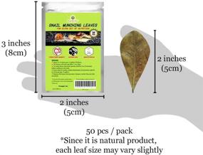 img 1 attached to 🍂 SunGrow Indian Almond Leaves: Premium 2-Inch Raw Leaves for Snails and Crayfish - 50 Leaves per Pack