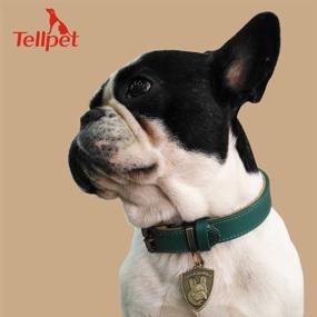 img 1 attached to 🐾 Premium Tellpet Italy Full-Grain Leather Padded Dog Collar: Superior Quality & Comfort for Your Beloved Pet