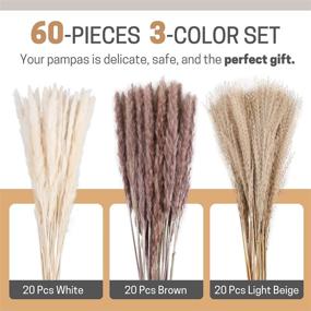 img 2 attached to 60Pcs Natural Dried Pampas Grass
