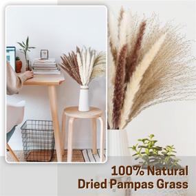 img 3 attached to 60Pcs Natural Dried Pampas Grass