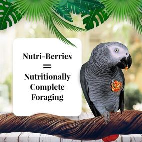 img 3 attached to LAFEBER'S Gourmet Nutri-Berries Pet Bird Food Variety Sampler Bundles: 🐦 Non-GMO, Human-Grade Ingredients for Parrots (4 Pk Bundle, 10 oz. Each)