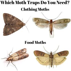 img 3 attached to 🔥 Pantry Moth Trap (6 Pack) - Effective Closet Traps for Moths with Unique Hanging Design, Pheromone Attractant Safely Captures Male Moths and Keeps Kitchen Closets Moth-Free.