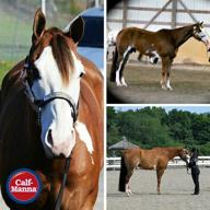 🐴 manna pro sweet pdz horse stall refresher granular: transforming stable environment and enhancing horse comfort logo