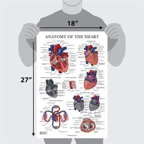 img 3 attached to Heart Anatomy Poster Laminated Anatomical