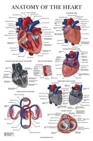 img 4 attached to Heart Anatomy Poster Laminated Anatomical