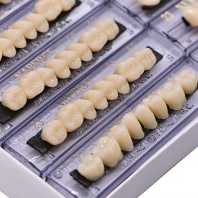 img 2 attached to Dental Fake Teeth Denture Set of 6 Synthetic Resin for Halloween Horror, A3 Size - Includes 168 Pcs