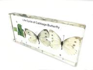 lifecycle butterfly paperweight classroom specimens logo