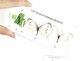 img 2 attached to Lifecycle Butterfly Paperweight Classroom Specimens